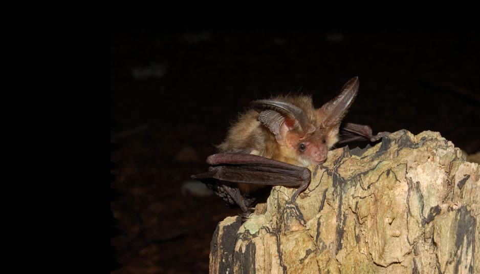 Pipistrello